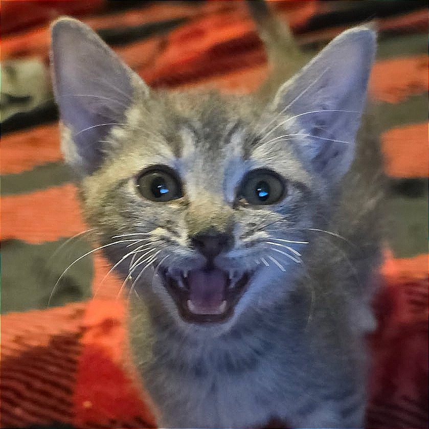 Purrcy