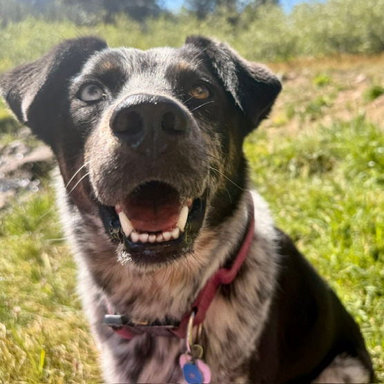 Sadie