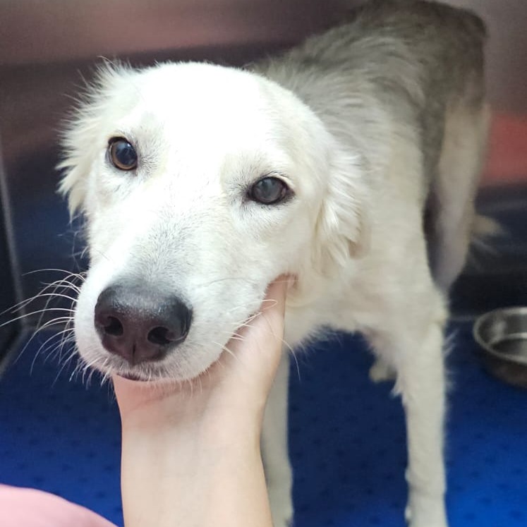 FREDERICK - Retriever / Labrador available for adoption