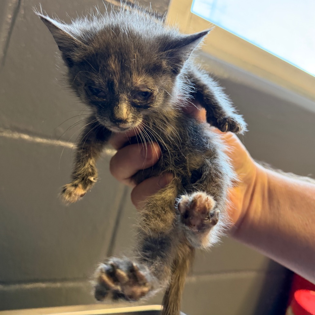 Tusc Stray 84428 2 3 4 5 6 7