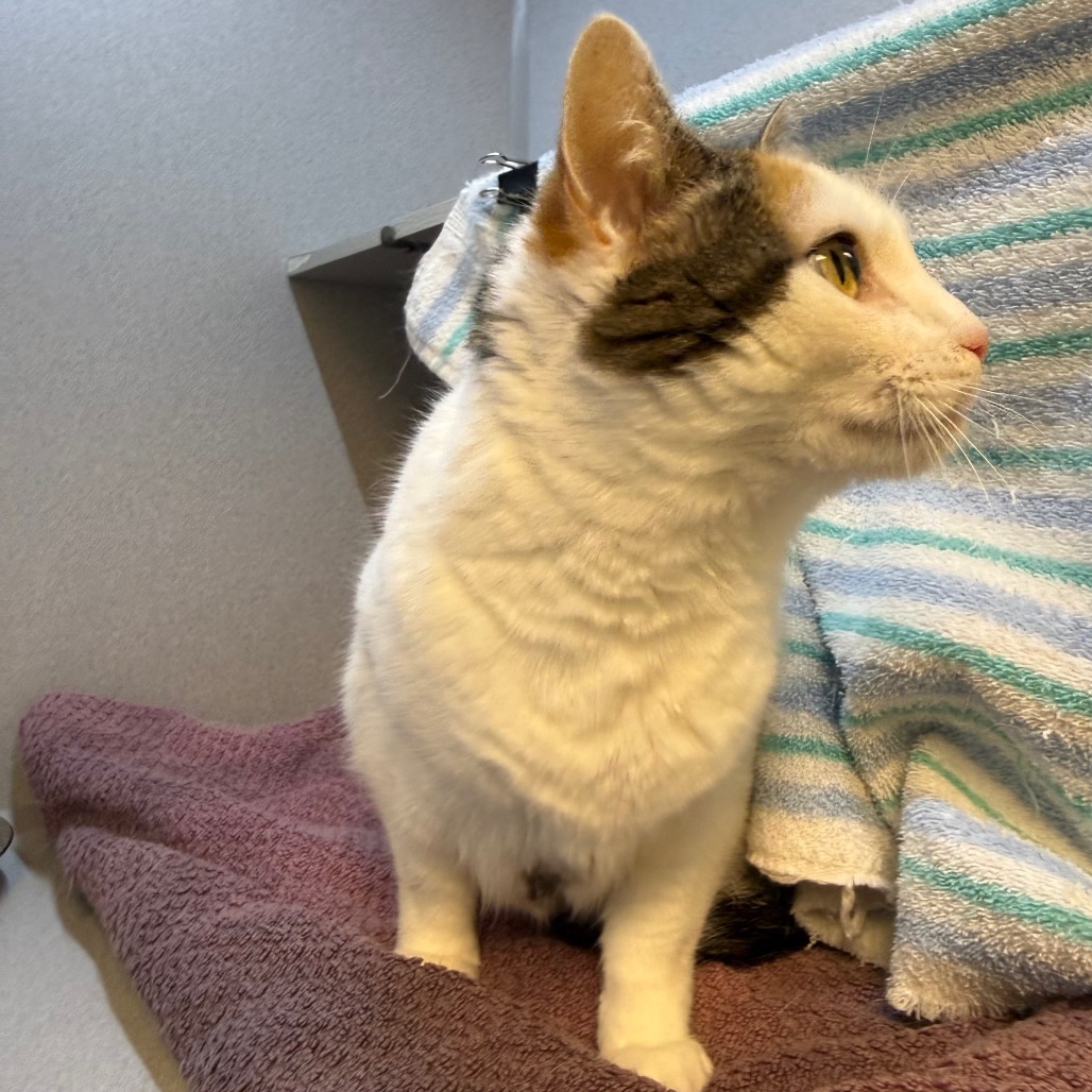 Photo of Sweetpea 8