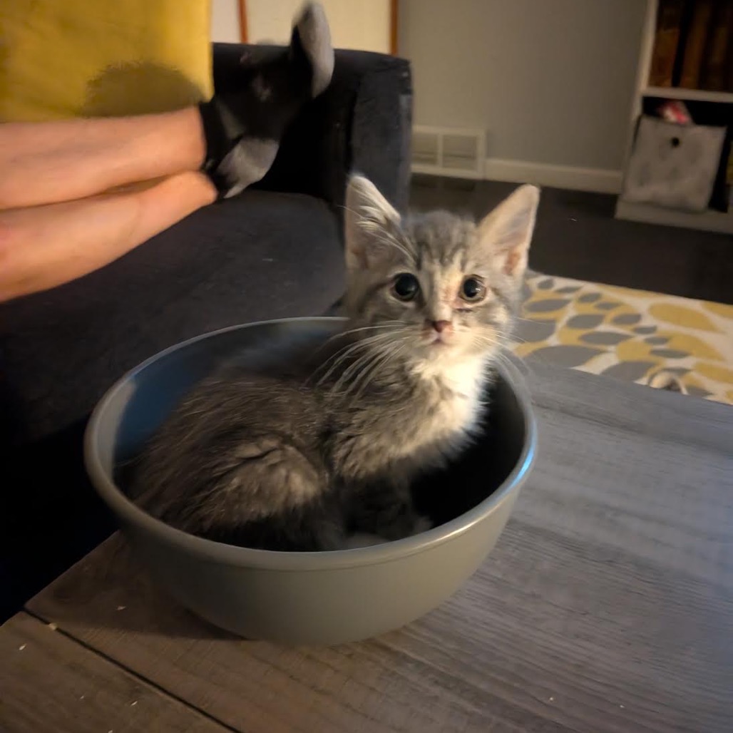 HOTCHNER - Domestic Shorthair available for adoption