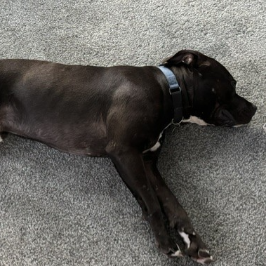 Creed--In Foster***ADOPTION PENDING***, photo 11