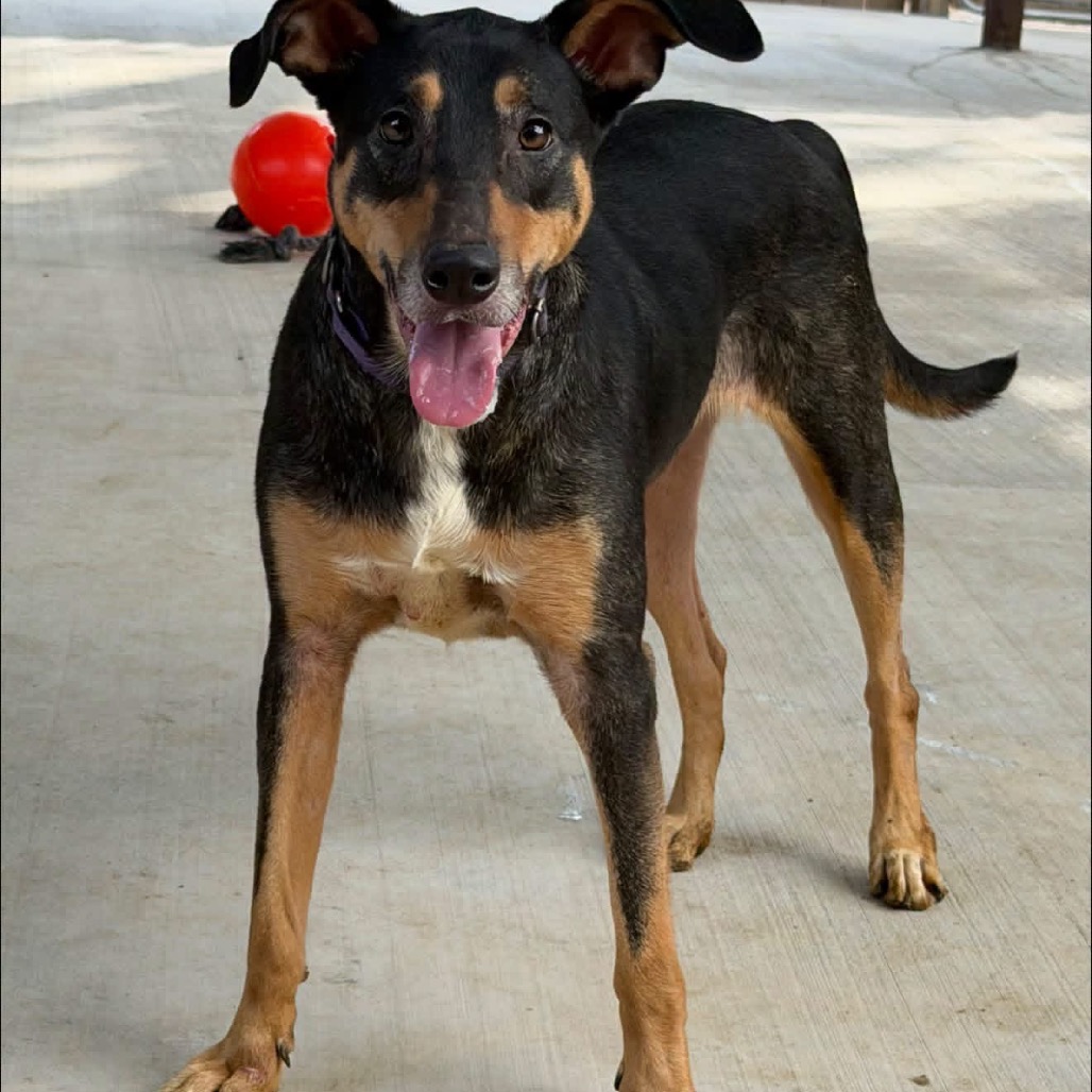 Photo of Milo
