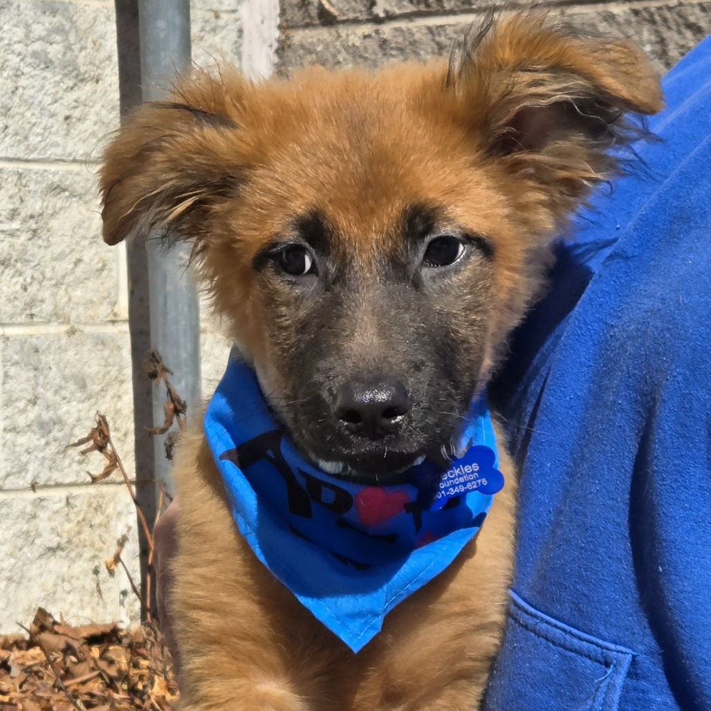 MORTICIA - Shepherd, German / Mix available for adoption