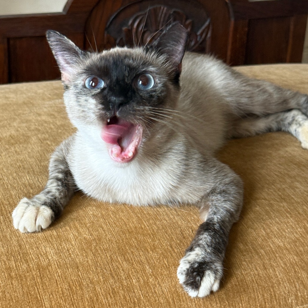 Dulce, photo 5