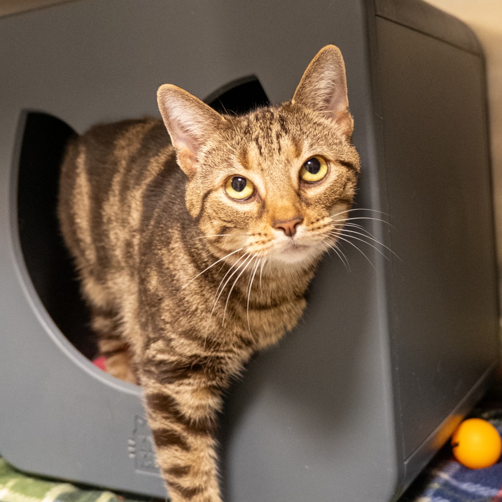 CLOVER - Domestic Shorthair available for adoption