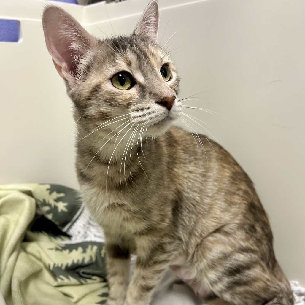 PENNY - Domestic Shorthair available for adoption