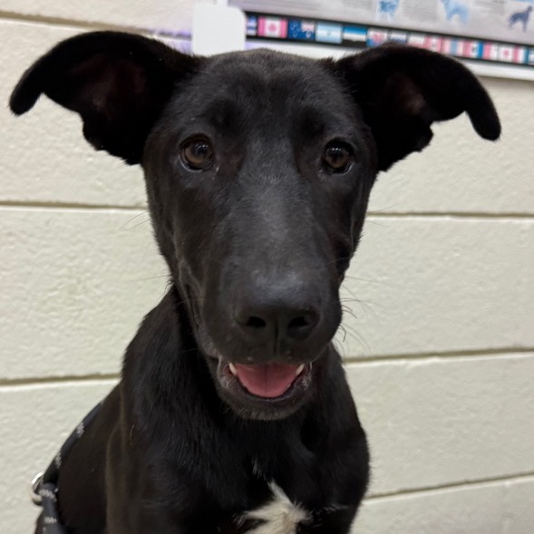 ELIZABETH - Retriever / Labrador available for adoption