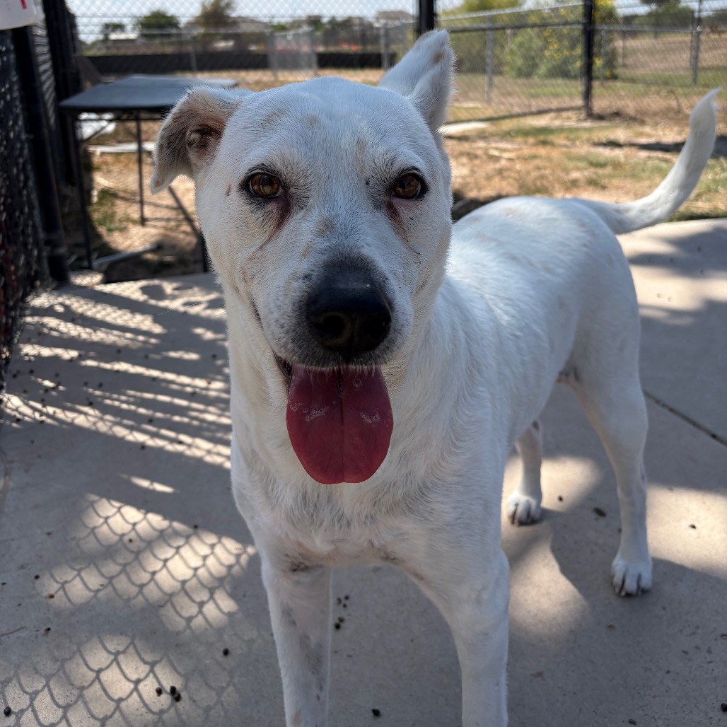 MAGGIE - Shepherd / Mix available for adoption