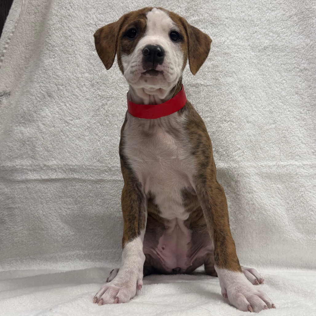 Cinnamon — thumbnail 3