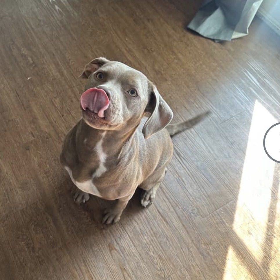 Bella
