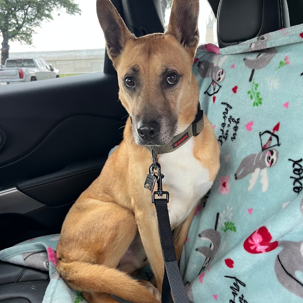 Handsome Beauregard, photo 23