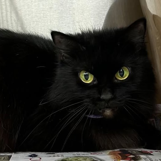 MIDNIGHT - Domestic Medium Hair available for adoption