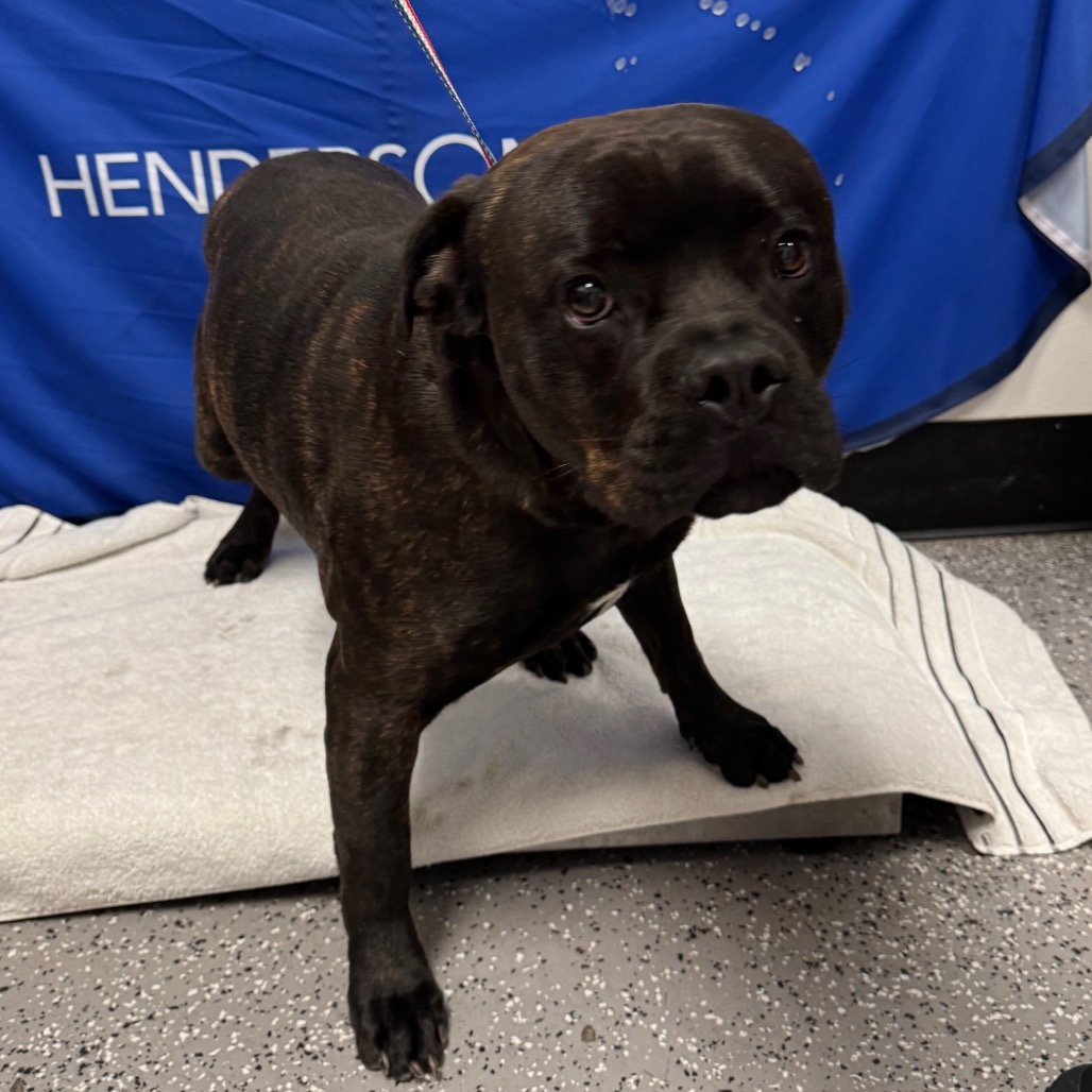 GRIZZLY - Rottweiler / Mastiff, Cane Corso available for adoption