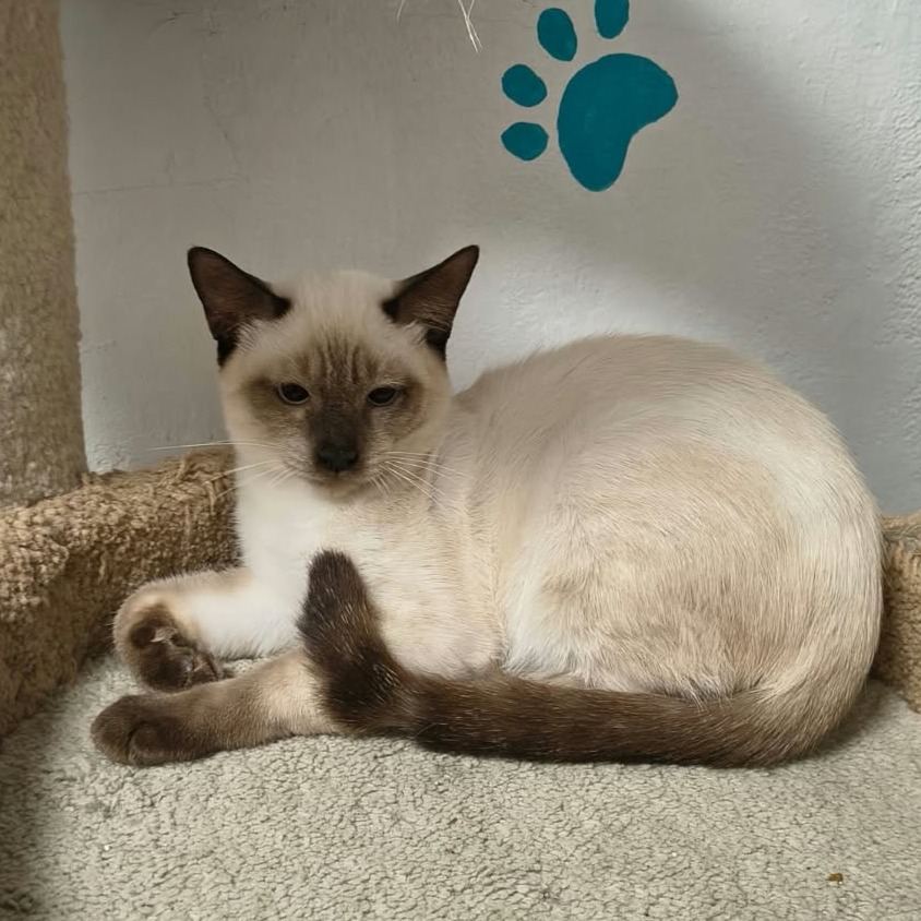 BURGUNDY - Domestic Shorthair / Siamese available for adoption