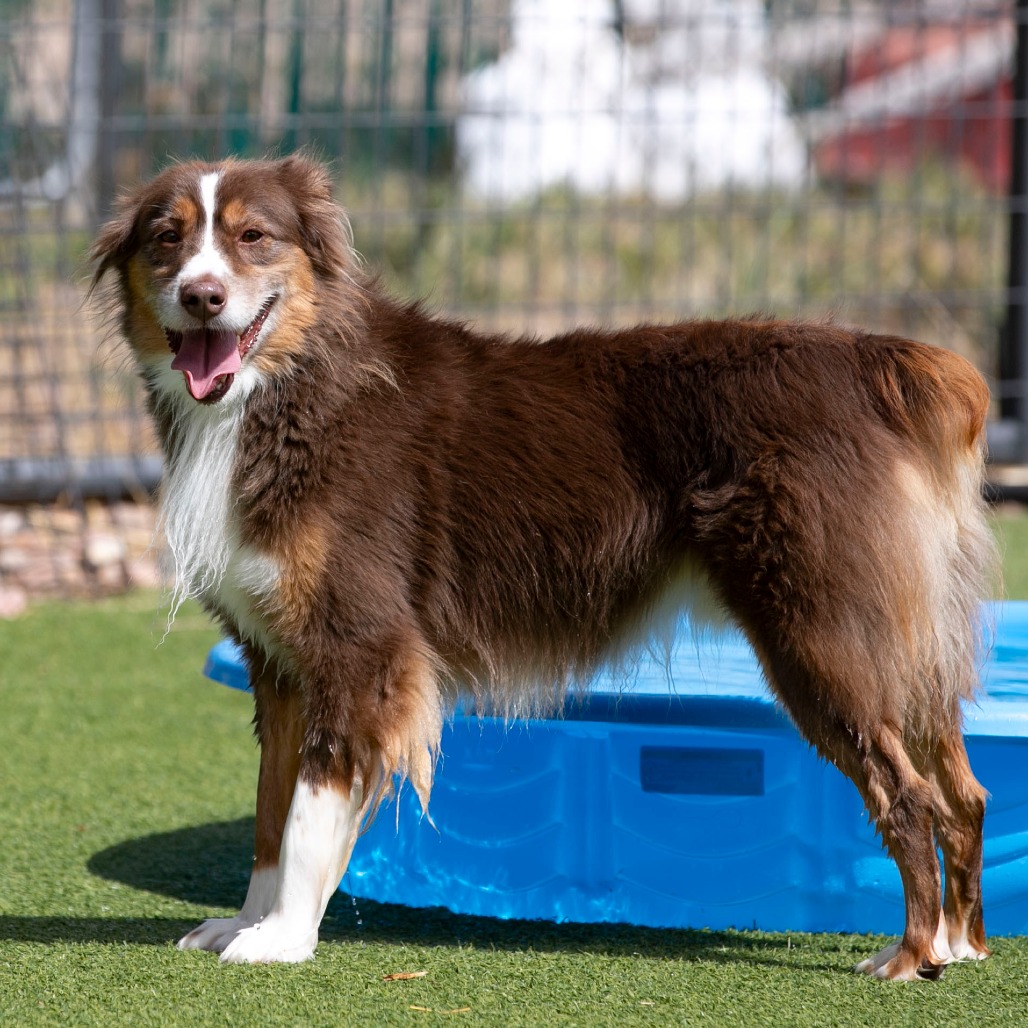 WHISKEY (MR26-369) - Shepherd / Australian available for adoption