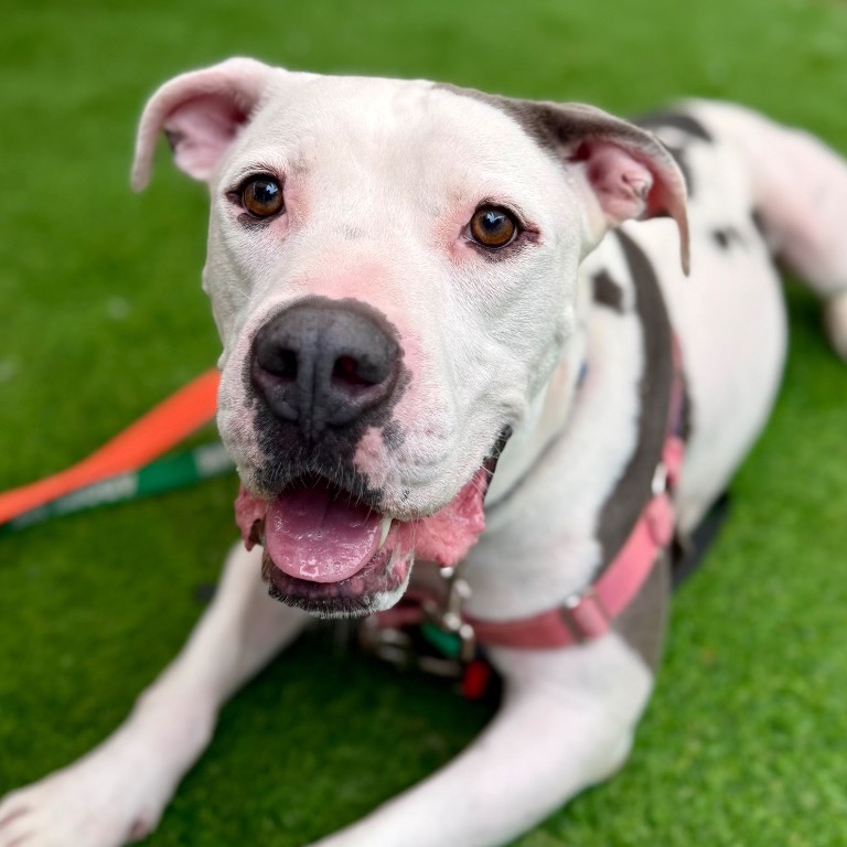 Another portrait of Cooper