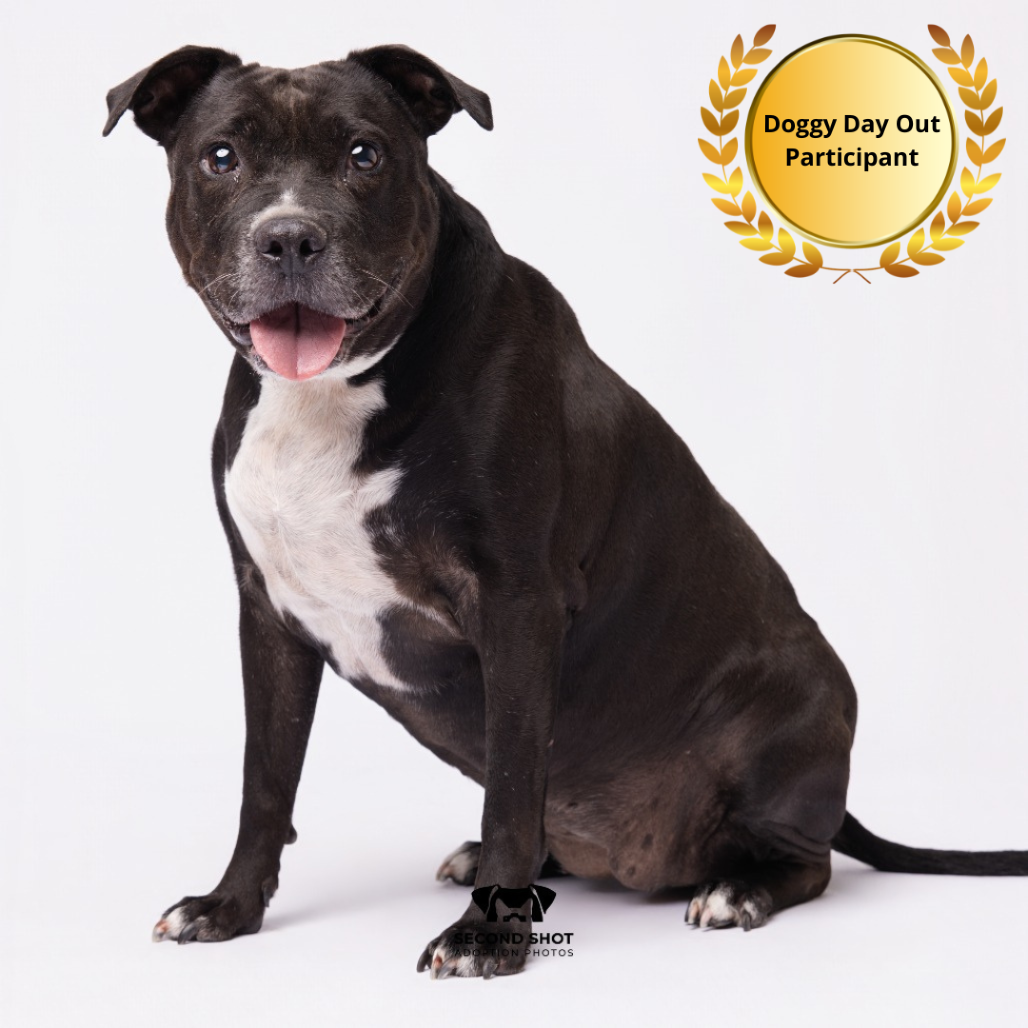 Minnie, adoptable senior dog