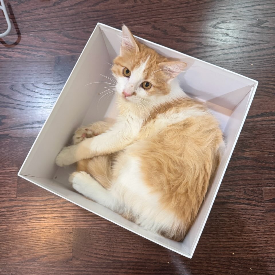 Photo of Ragetti