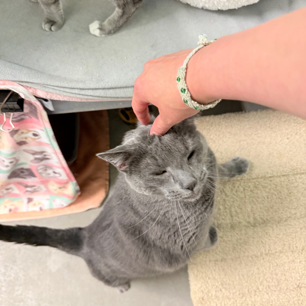 Photo of Bella and Maya 3