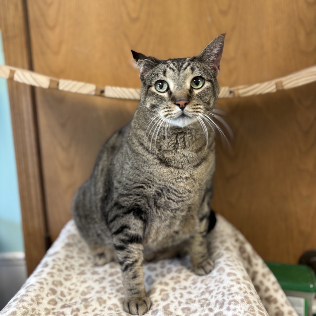 Meowzer--In Foster