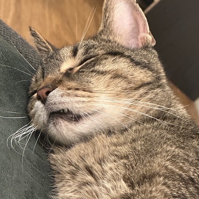 Mosey — thumbnail 10