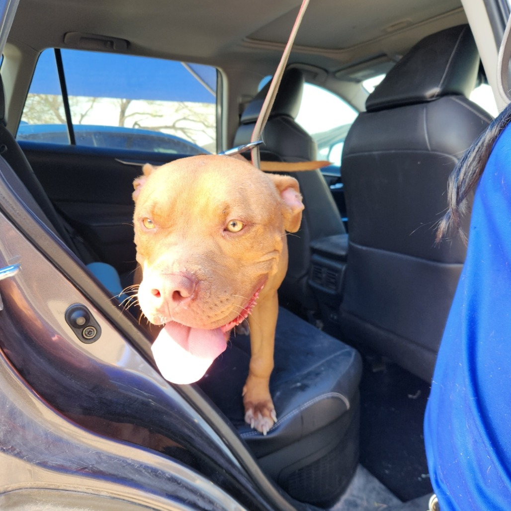 MARRISA - Terrier / Pit Bull available for adoption