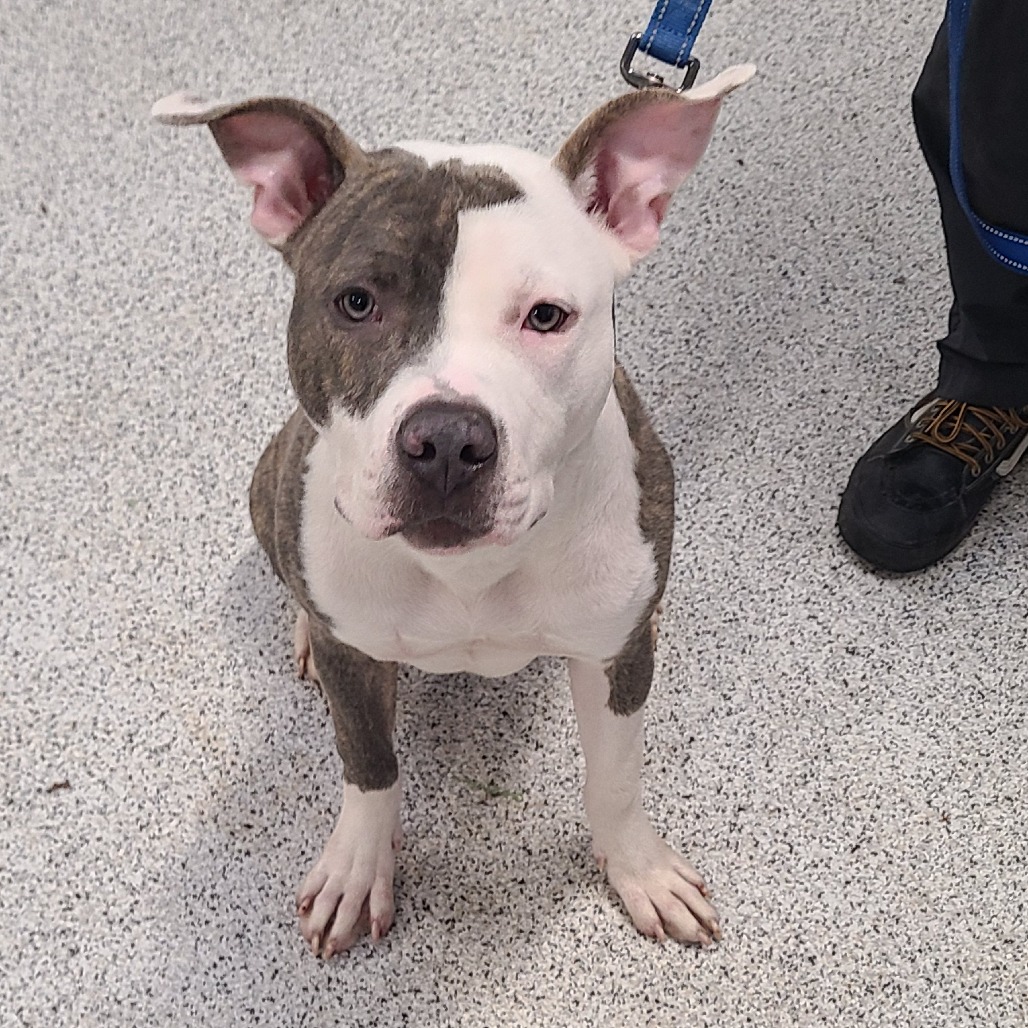 Jiminy — thumbnail 4