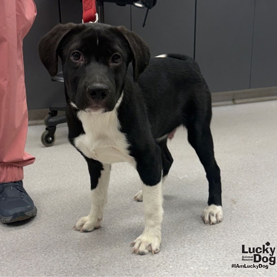 SNEAKERS - Retriever, Labrador / Terrier available for adoption