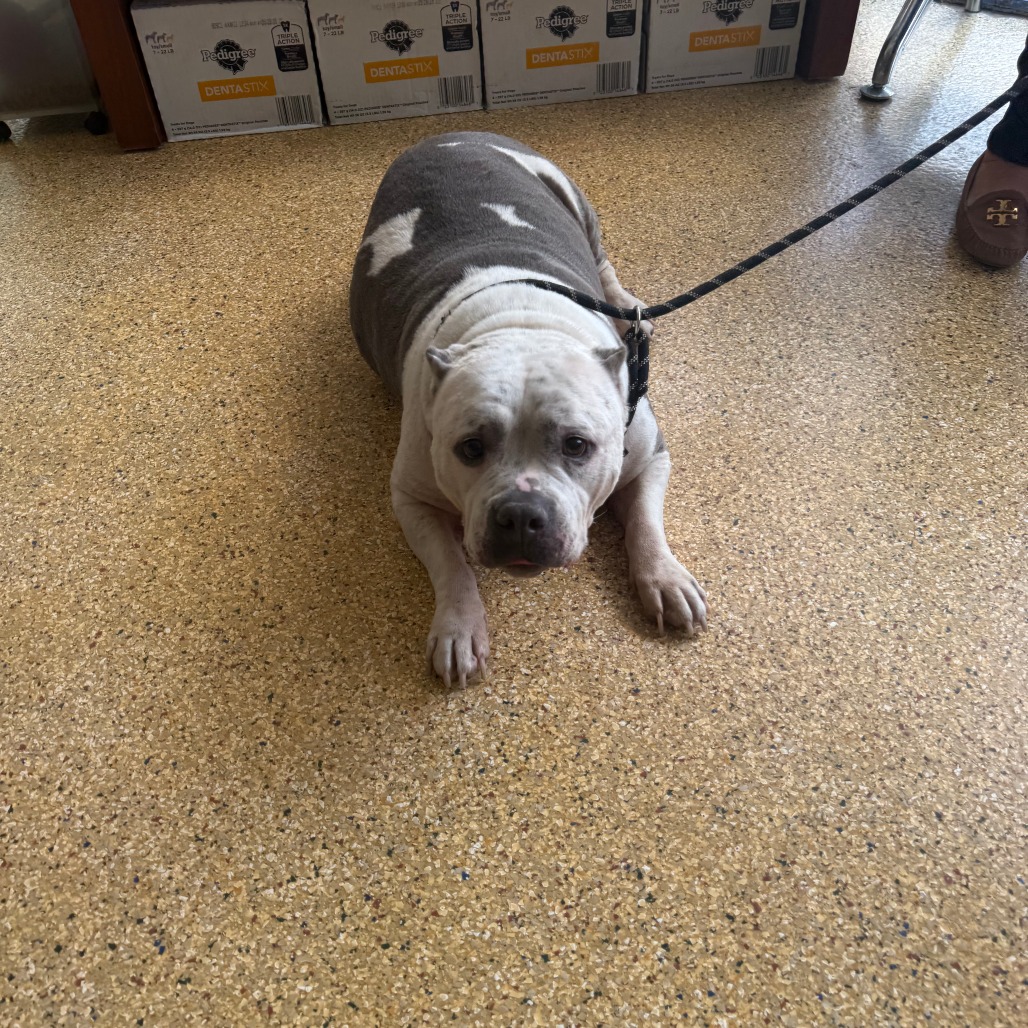 DIAMOND - Bulldog / American available for adoption