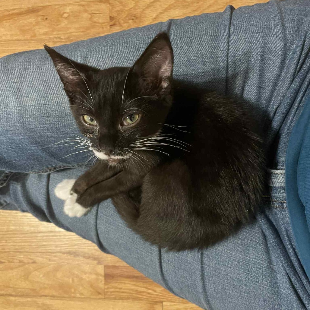 Peso — thumbnail 4