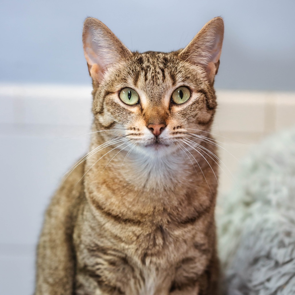 Another portrait of Drumstick