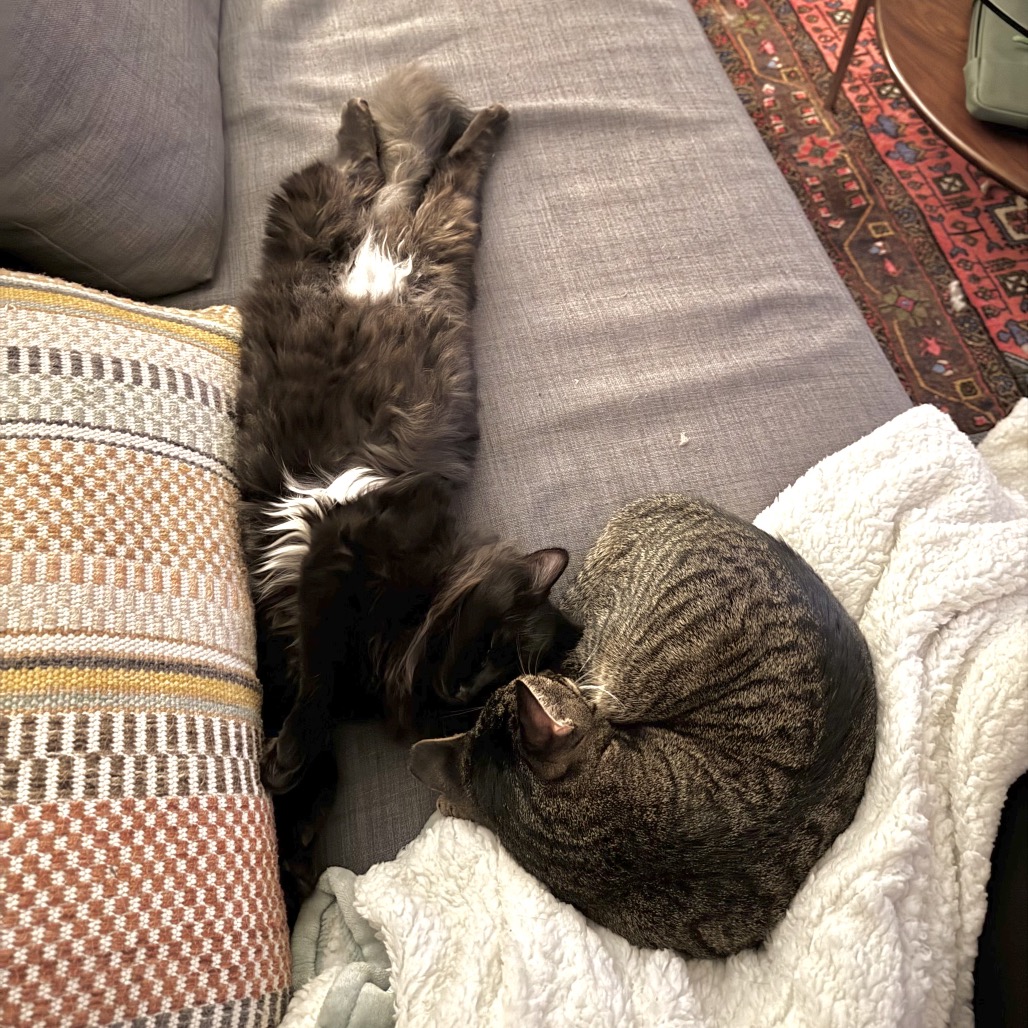 Aster — thumbnail 5