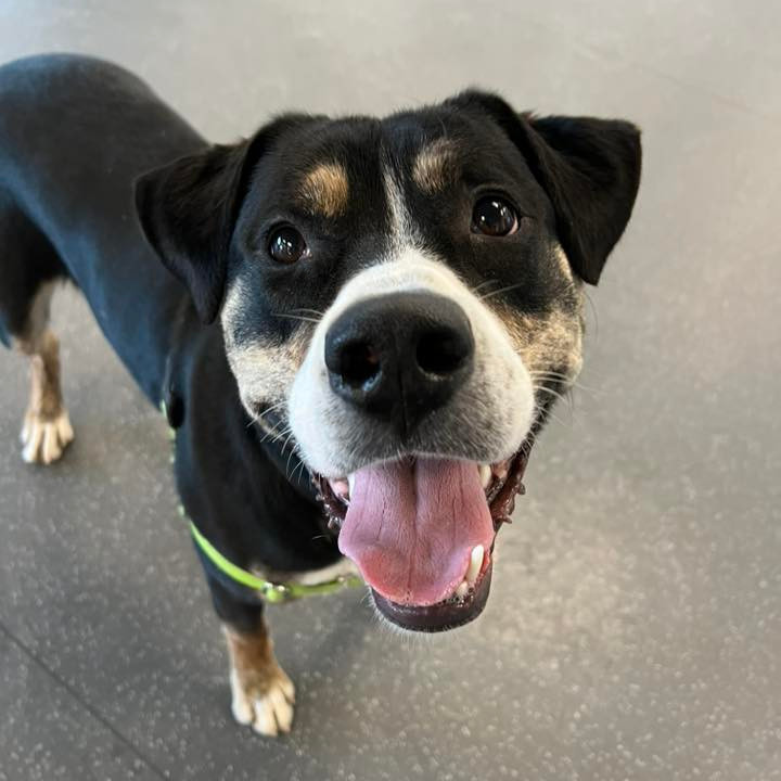 Photo of Swiss Miss 12