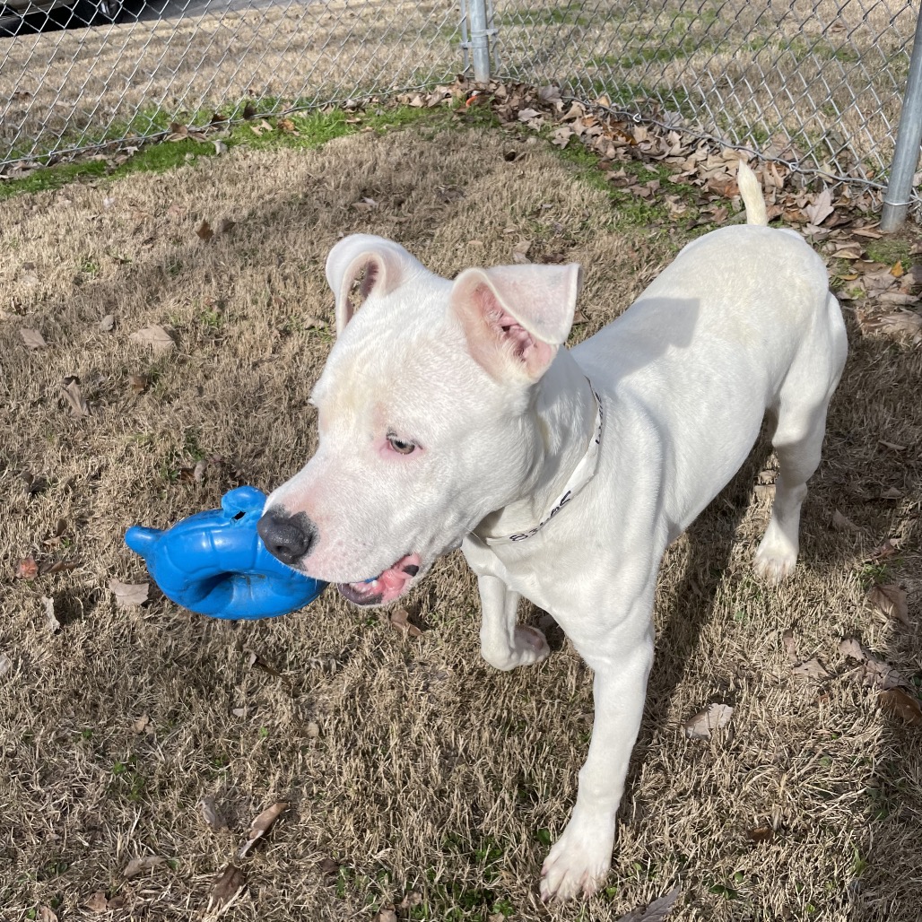 Pit Bull