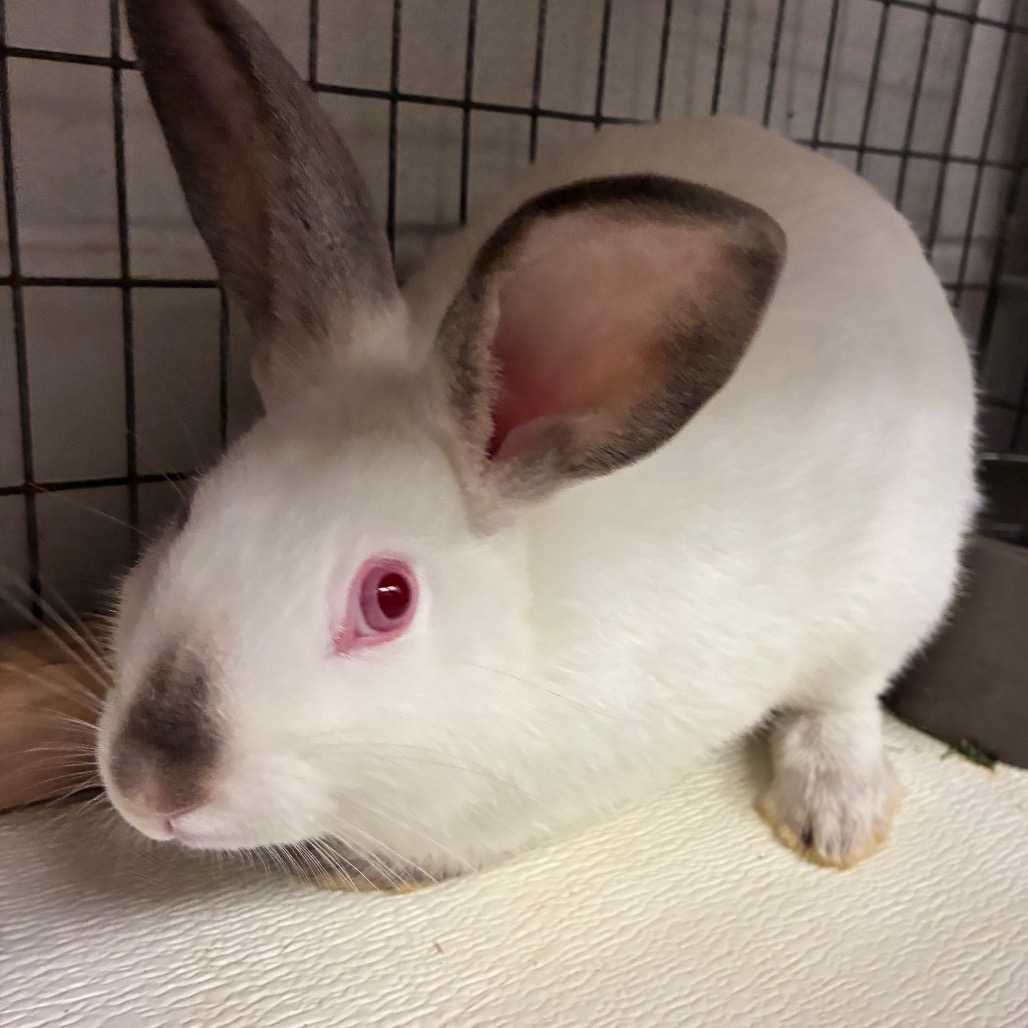 CIRCE - Dutch available for adoption