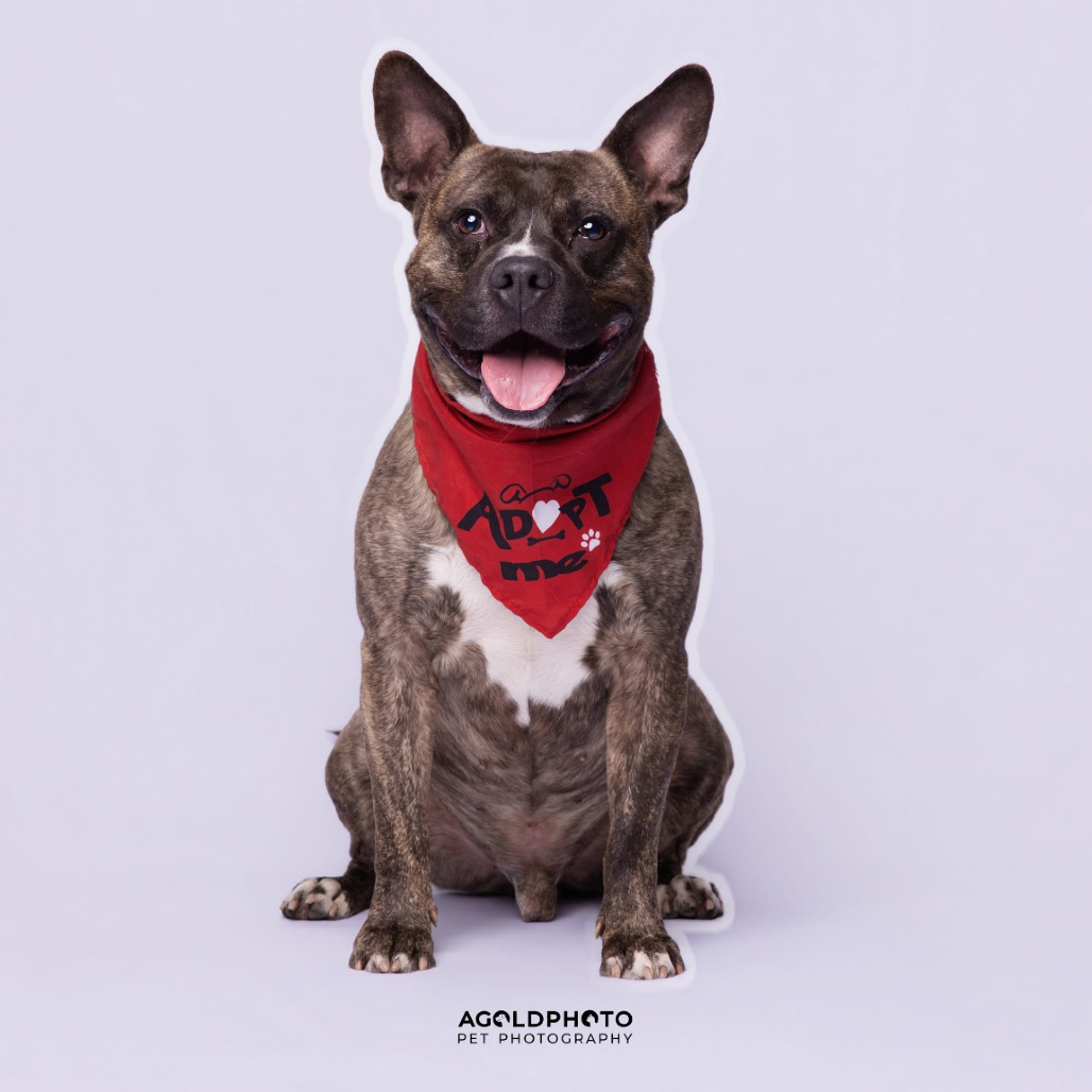 Baker, a Terrier