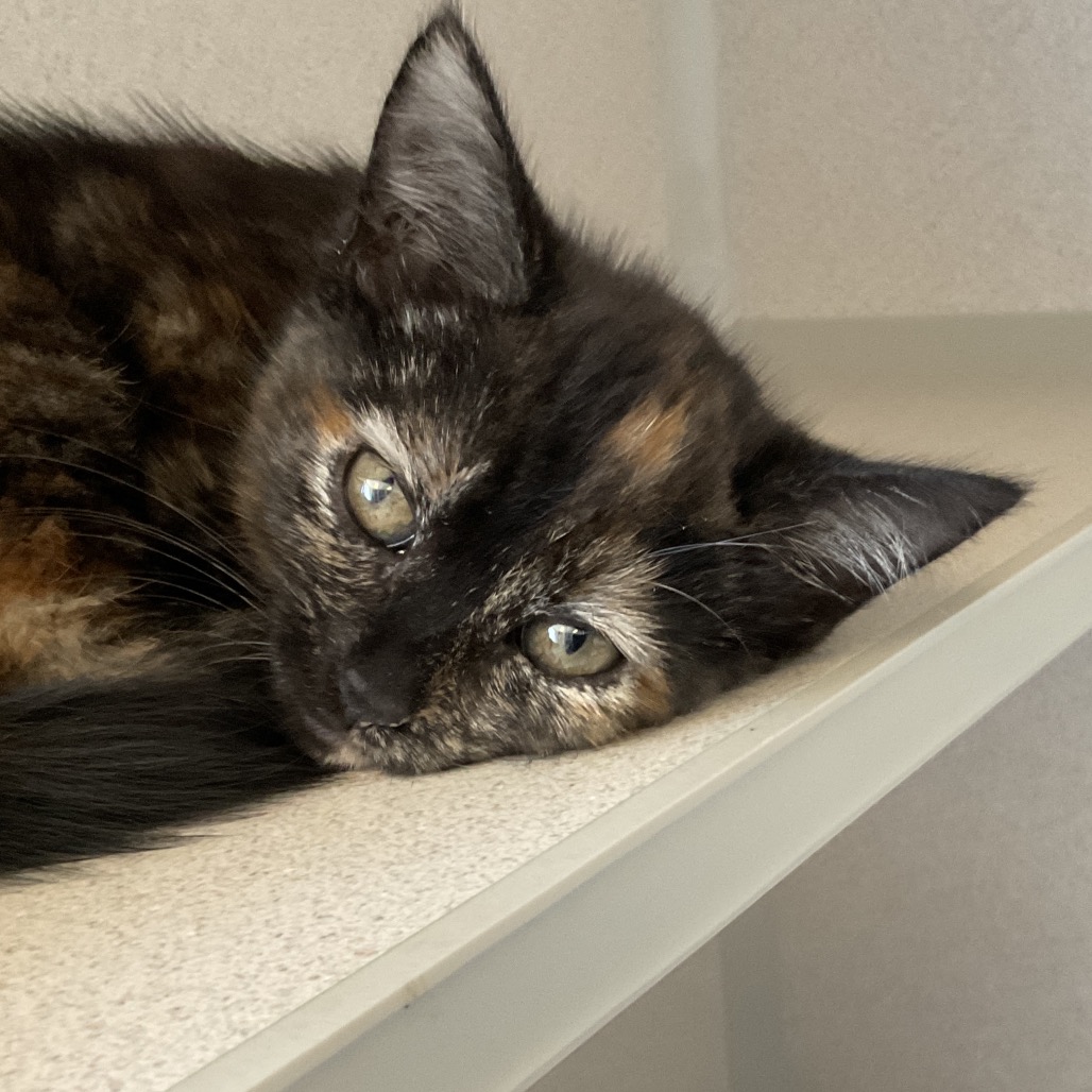 Coraline - Domestic Shorthair