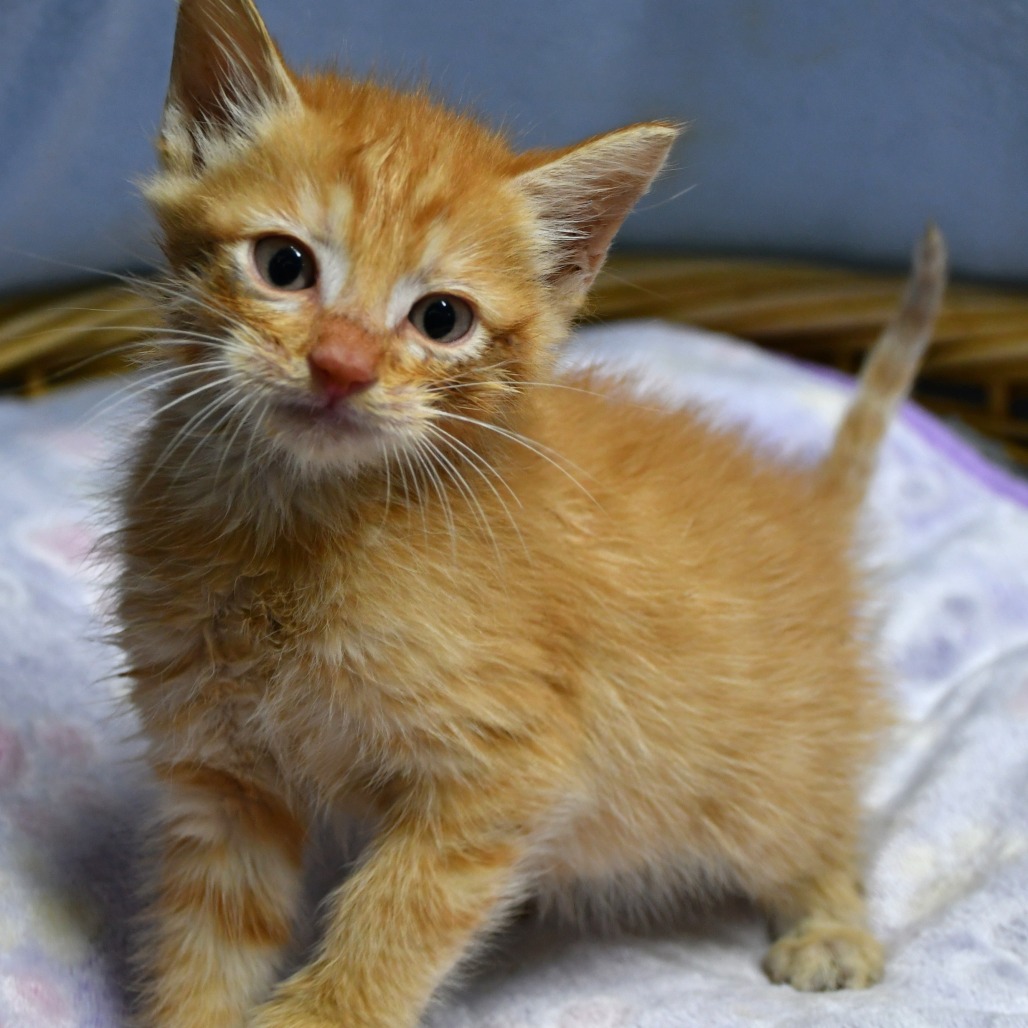 BANG - Domestic Shorthair available for adoption