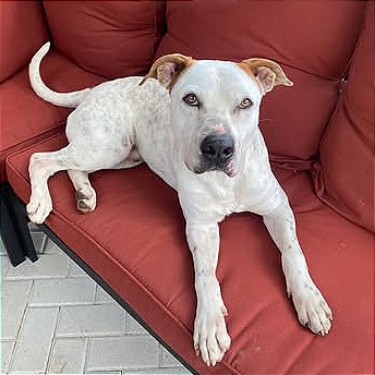 Photo of Bobby Flay(Zeus)