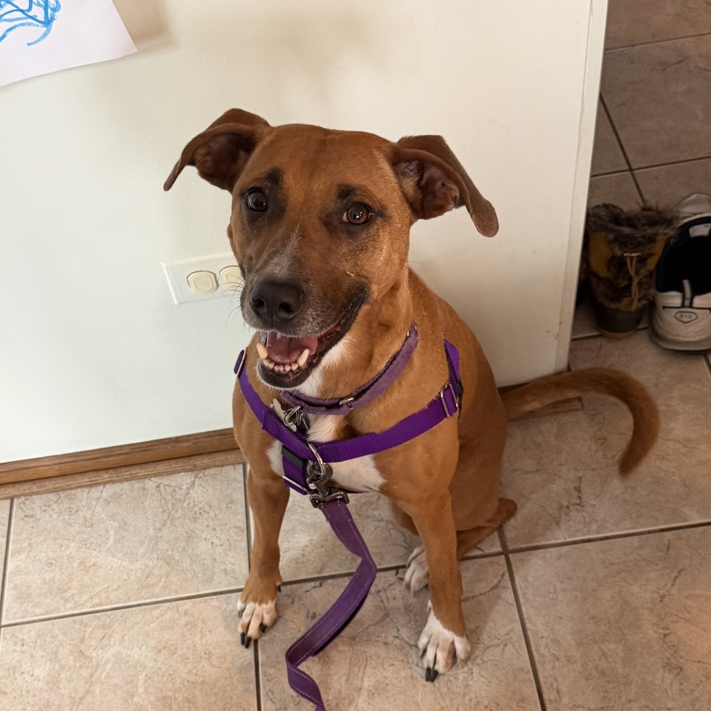 SASHA - Retriever, Labrador / Hound for adoption in Silver Spring