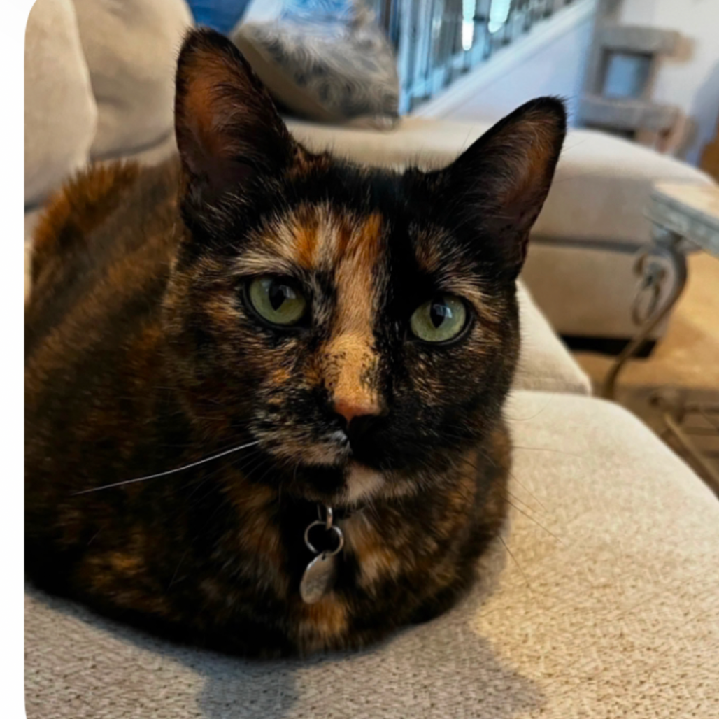 Millie -shy and gentle, an adoptable cat