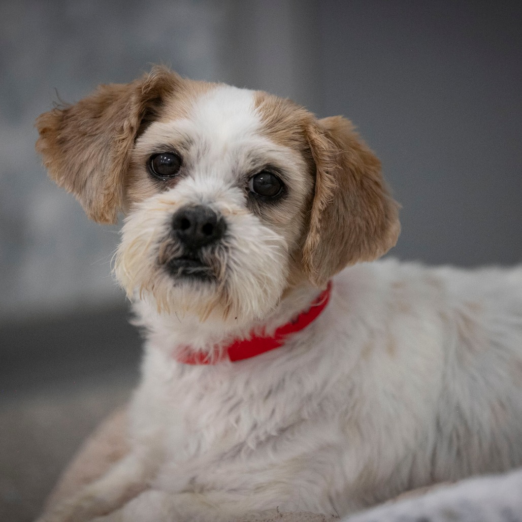 BUTTERCUP (D25-203) - Shih Tzu for adoption in Colorado Springs