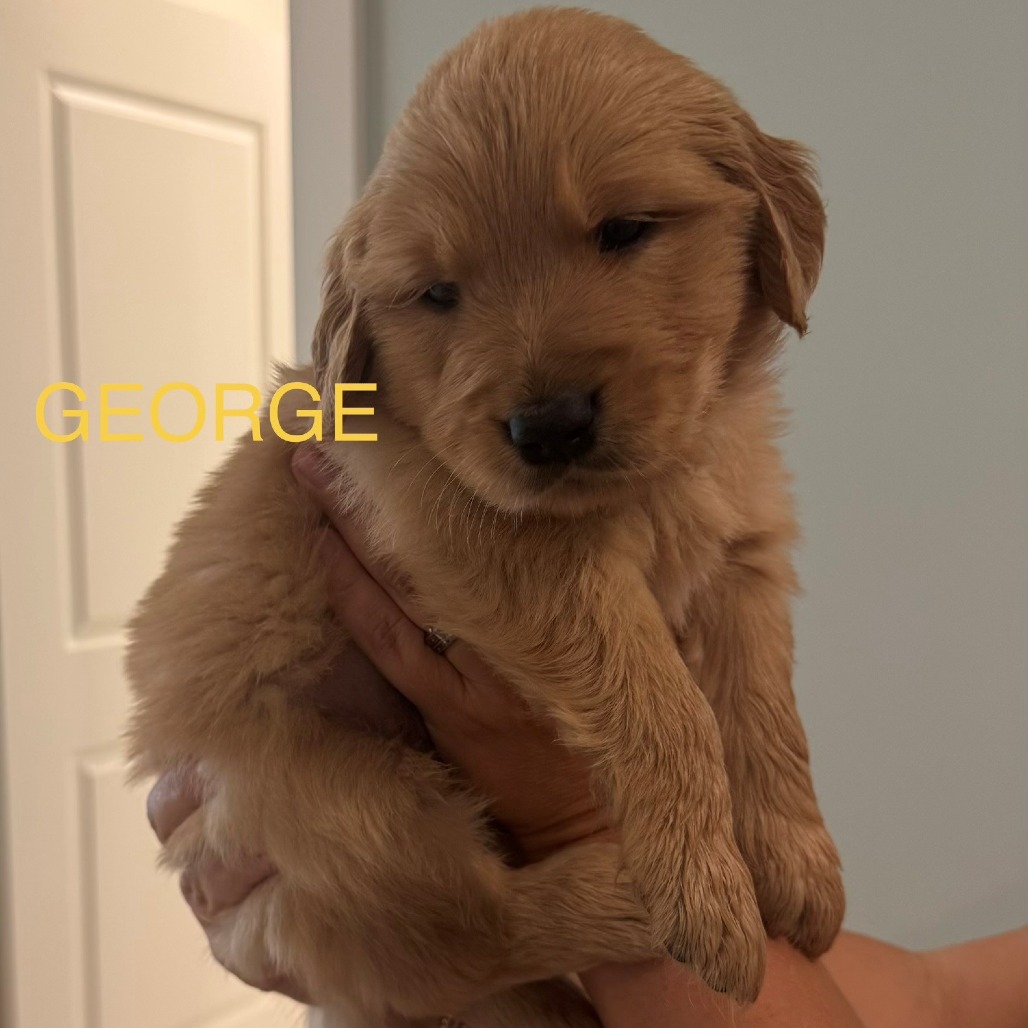 George - yellow collar