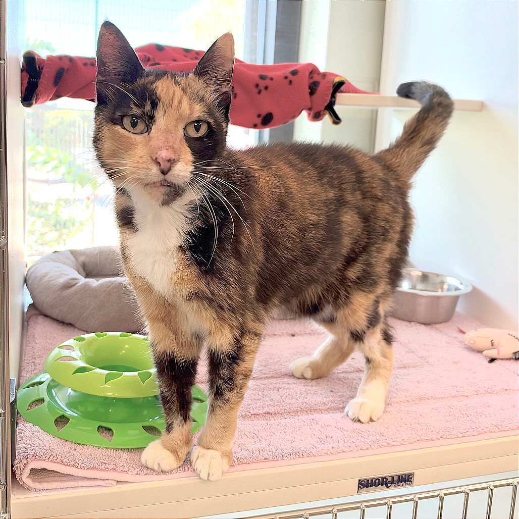 MOUSE - Domestic Shorthair / Mix available for adoption