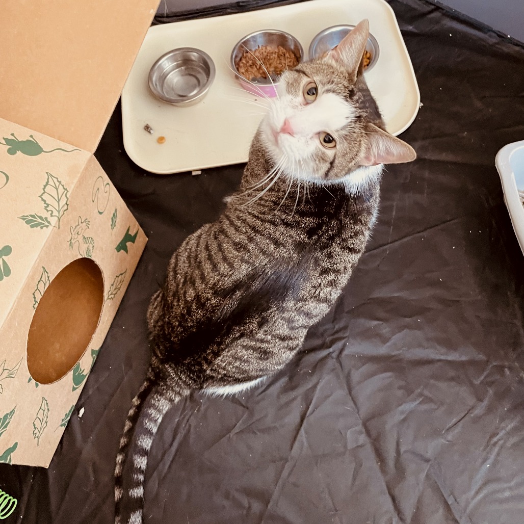 Carmie — thumbnail 5