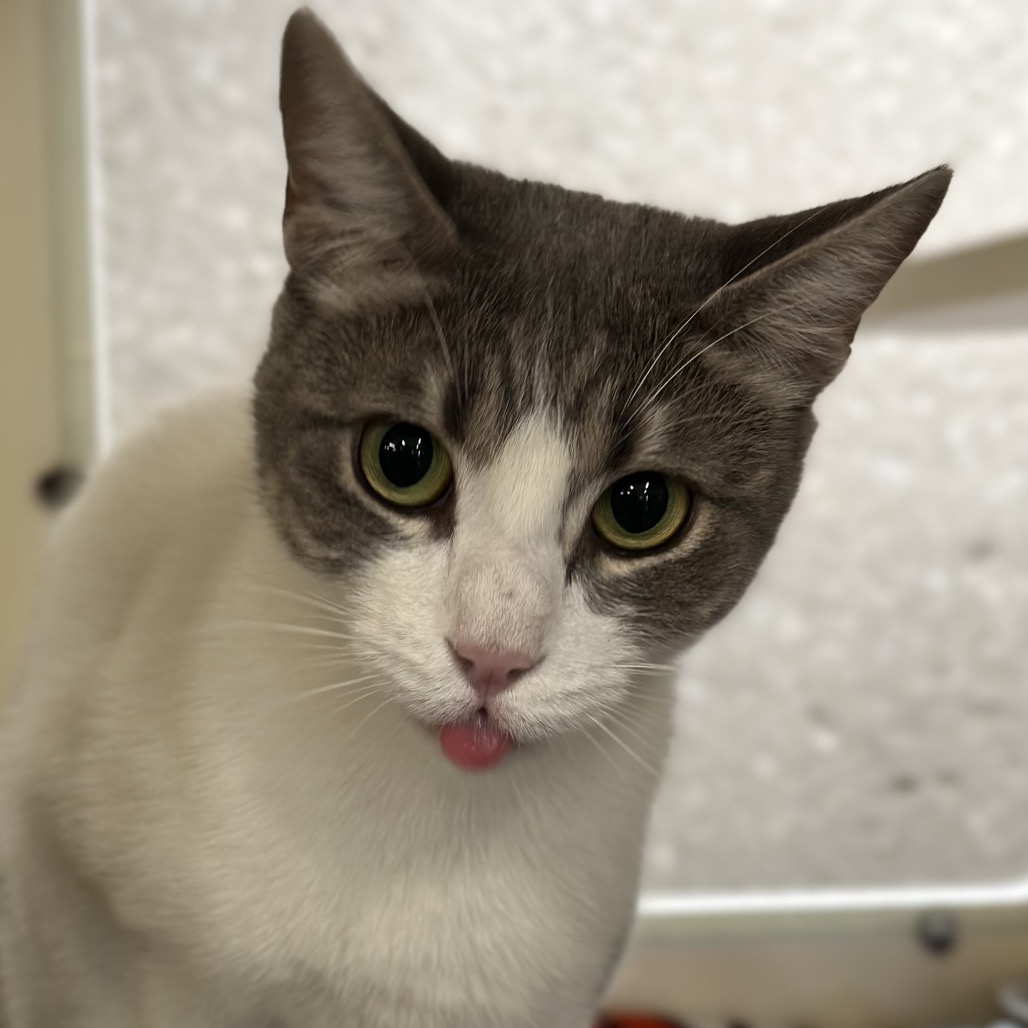 Mozzarella