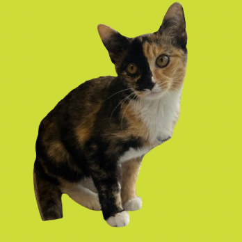 Tusc Stray 81871