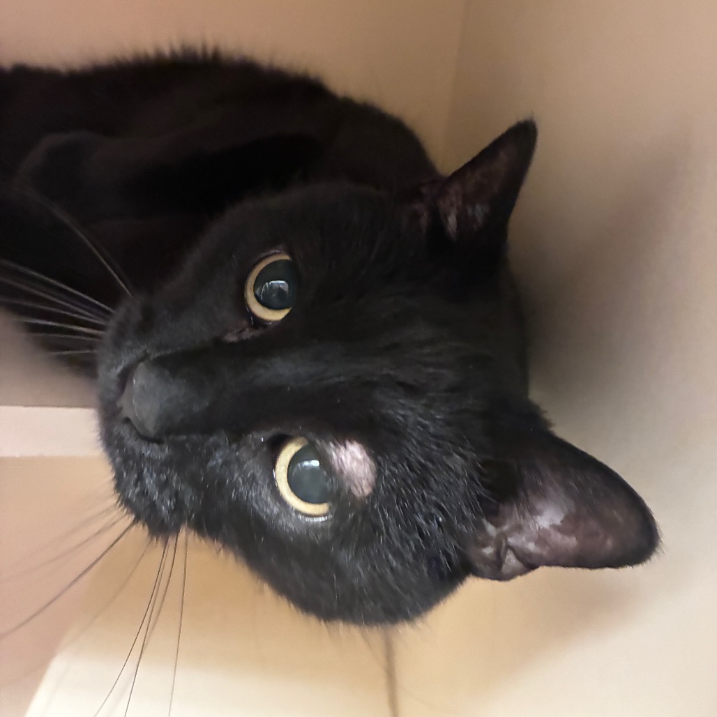 BAMBINO - Domestic Shorthair available for adoption